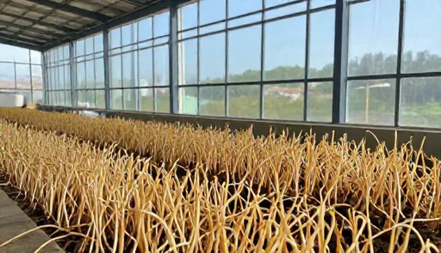 种植技术指导:两种生长周期管理方式的对比与选择