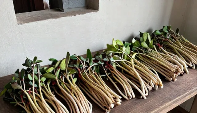 库存管理不当如何影响种苗供应效率